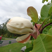Magnolia wielkolistna .  Makro .