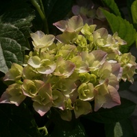 Pierwszy kwiat hortensji