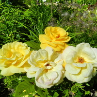 Róże w moim ogrodzie