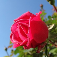 Takim różem mówię dobranoc :) 