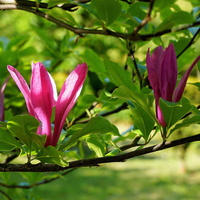 zaróżowię magnolią `Susan`