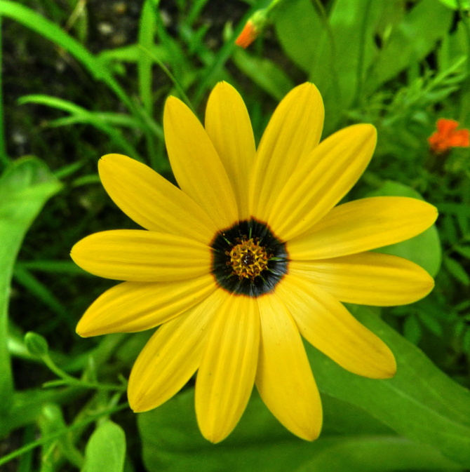 Mały żółty kwiat