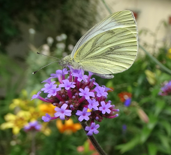 W ogrodzie ruch motylkowy trwa 