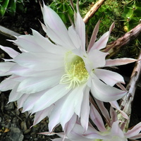 Kaktus Echinopsis