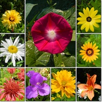 Kwiaty w moim ogrodzie