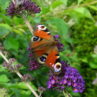 motyl i motyli krzew 