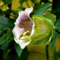 Pierwszy kwiat kobei:)