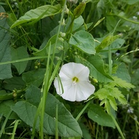 W zieleni biały kwiat 