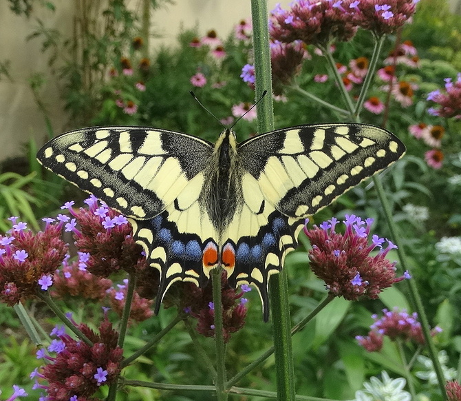 Motylków w ogrodzie mało