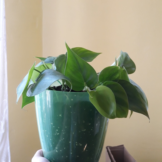 Philodendron scandens Filodendron pnący