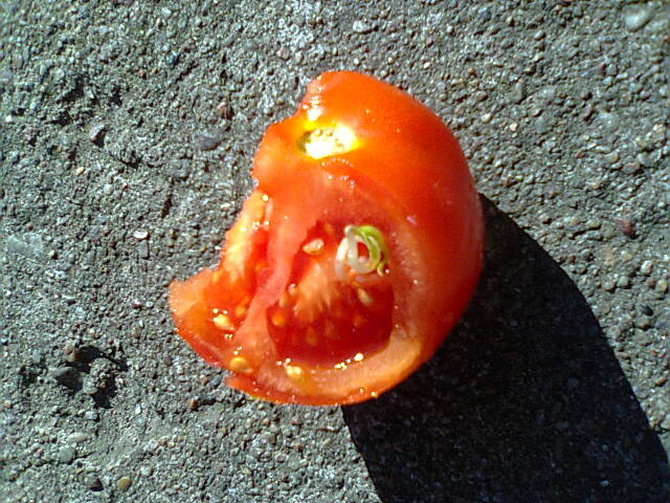Pomidor :)