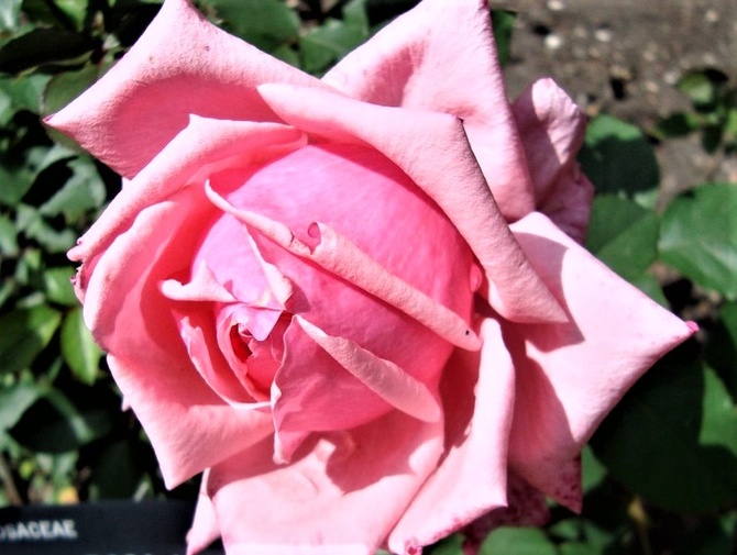 Róża Belle Epoque w zbliżeniu .