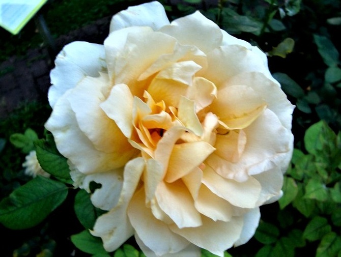 Róża Isabel de Ortiz .