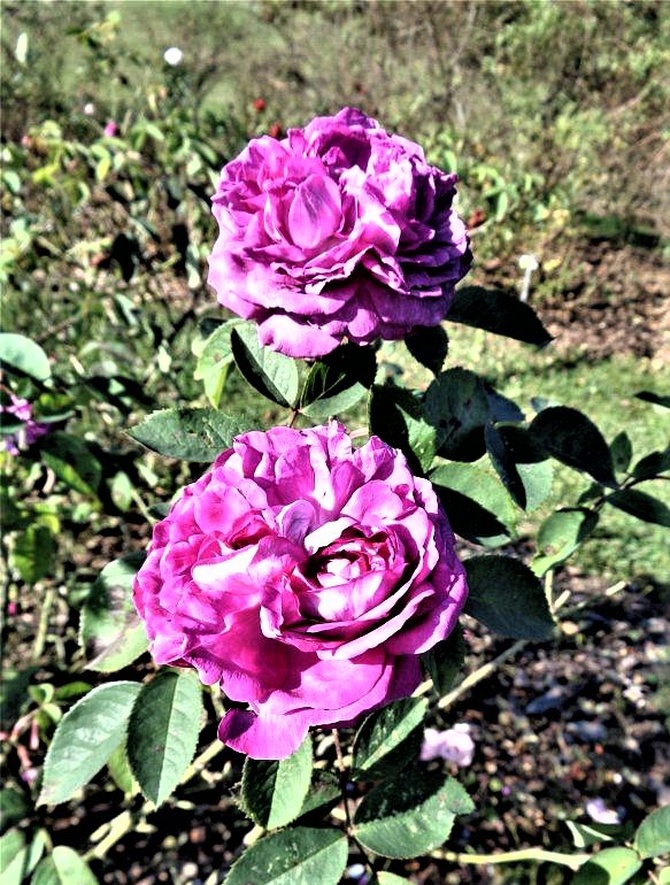  Róża La Reine - Victoria Burbon .
