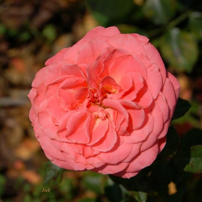 róża różowa