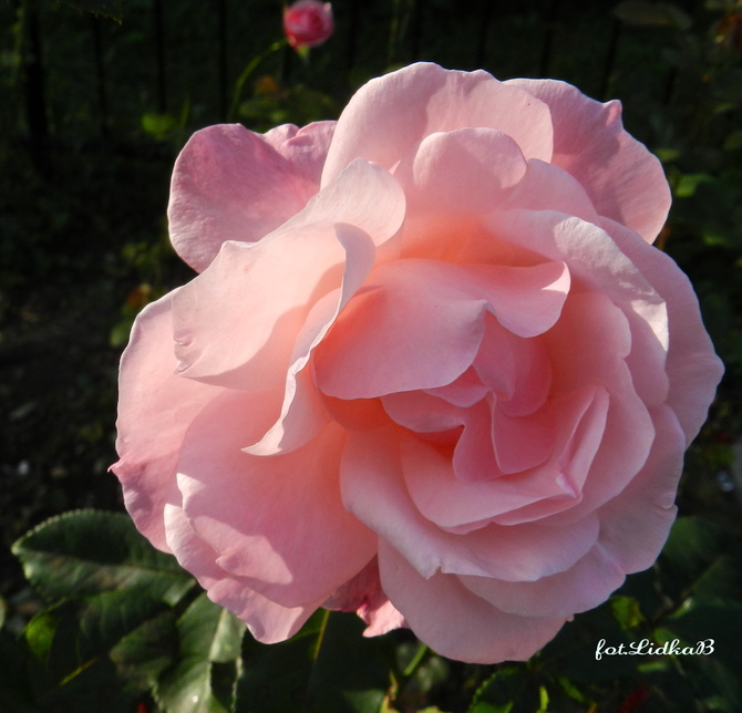 Róża w kolorze różowym