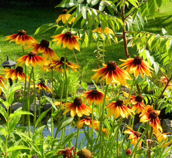 Słoneczne kwiaty,rudbekie
