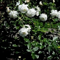 Białe róże wysokie w ogrodzie botanicznym.