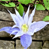 Clematis Madwell Hal