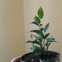Ficus Benjamina 'Gr