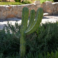 kaktus na wolnym wybiegu