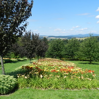 Liliowce w Arboretum -Wojsławice