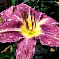 Liliowiec W Deszczu 