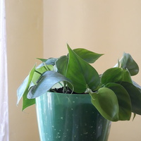 Philodendron scandens Filodendron pnący