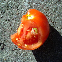 Pomidor :)