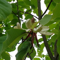 Przekwitająca magnolia w/listna.