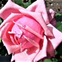 Róża Belle Epoque w zbliżeniu .