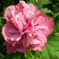 Róża chińska-Hibiskus