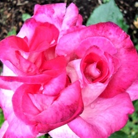 Róża Gaujard w zbliżeniu .