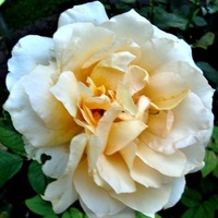 Róża Isabel de Ortiz .