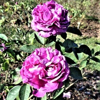  Róża La Reine - Victoria Burbon .