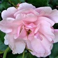 Róża Meidomonac w zbliżeniu .