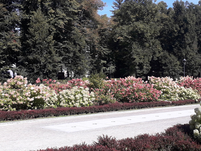 Hortensje w parku zdrojowym w Polanicy
