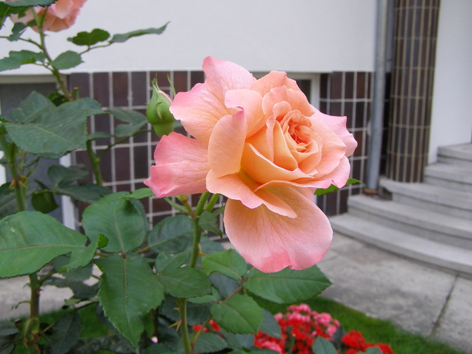 Jesienne róże   Albrecht Durer