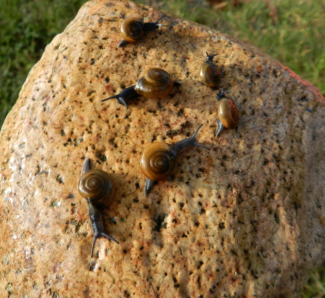Ślimaki na kamieniu