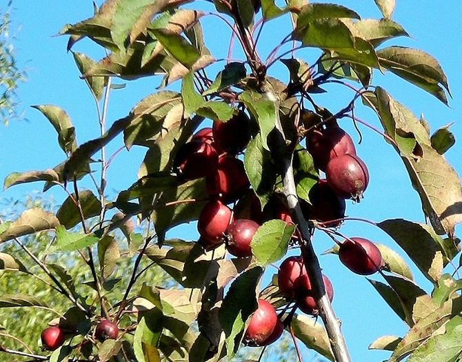 Maleńkie, rajskie jabłuszka:)