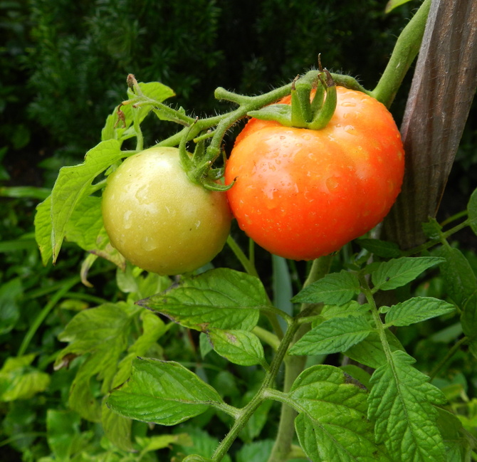 moje pomidory