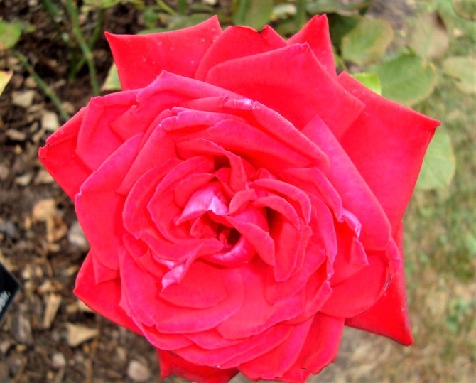 Róża Burgund 81 w zbliżeniu .