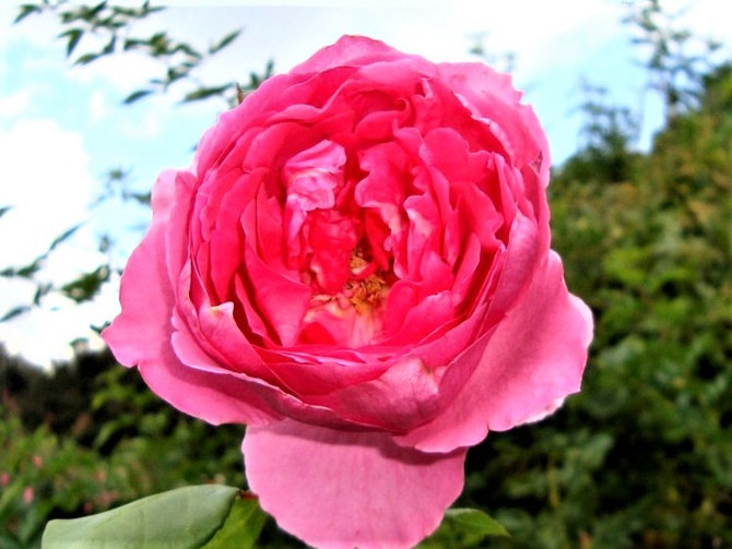 Róża Elektron Mullard w zbliżeniu .