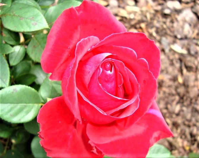Róża Kormisch w zbliżeniu.