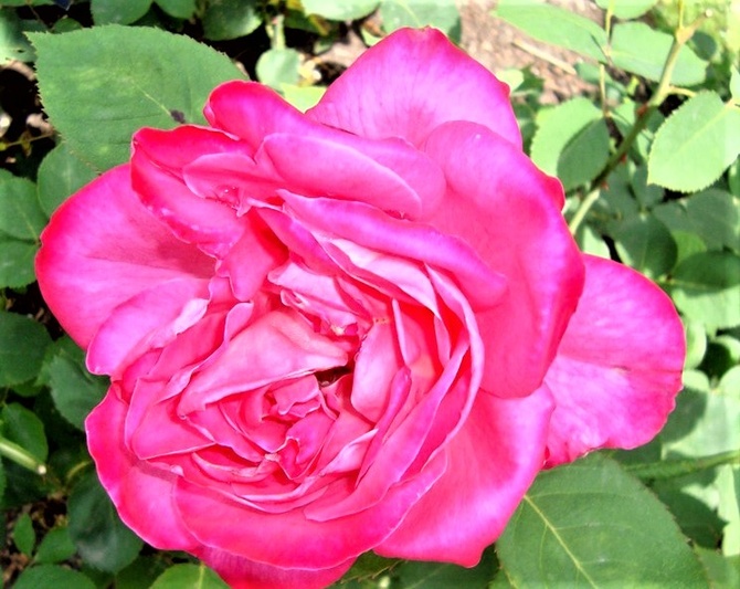 Róża Meibil w zbliżeniu .