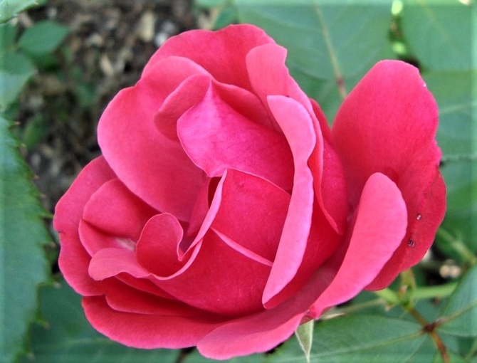 Róża Meirisouru w zbliżeniu .