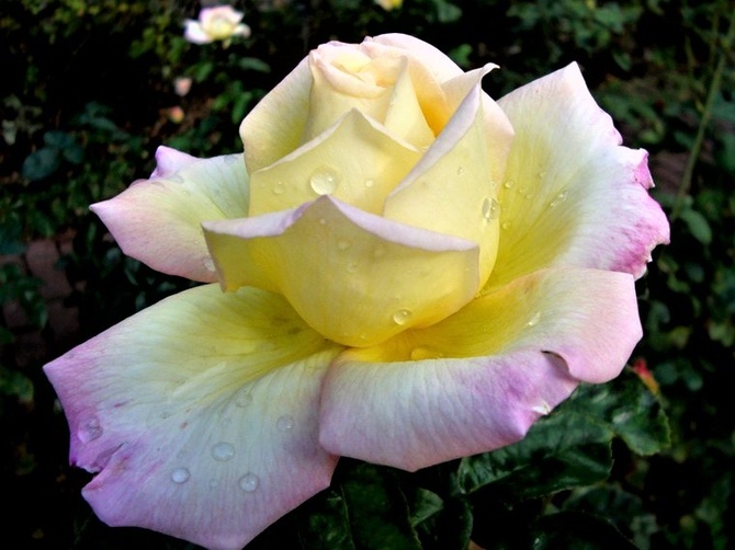 Róża Mme a Meilland w deszczu .