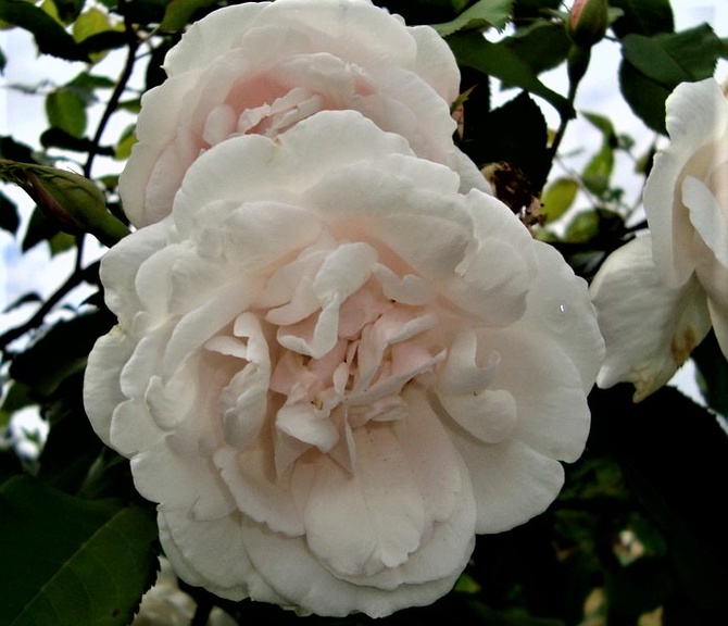 Róża Mme Alfred Carriere w zbliżeniu.