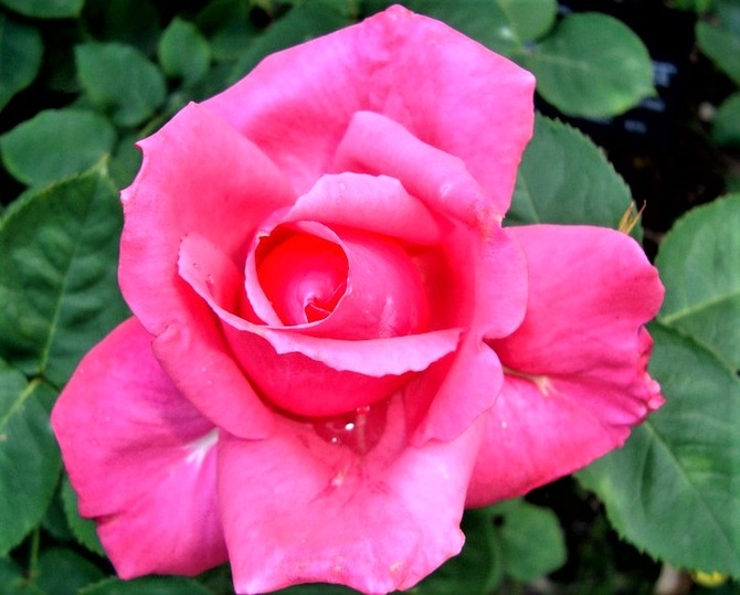 Róża Mullard Jubilee w zbliżeniu .