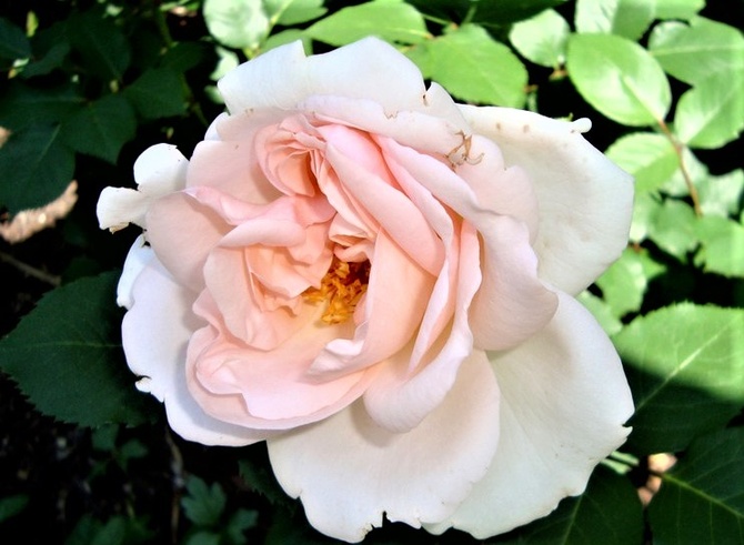 Róża Poulcas 018 Kronprincesse w zbliżeniu.